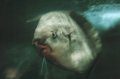 マンボウ