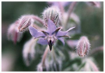 ボリジ