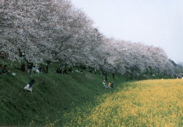 権現堂 '99-1